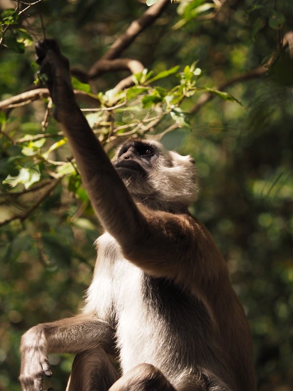 Photograph by Melani da Cunha Alves — nature frame 16